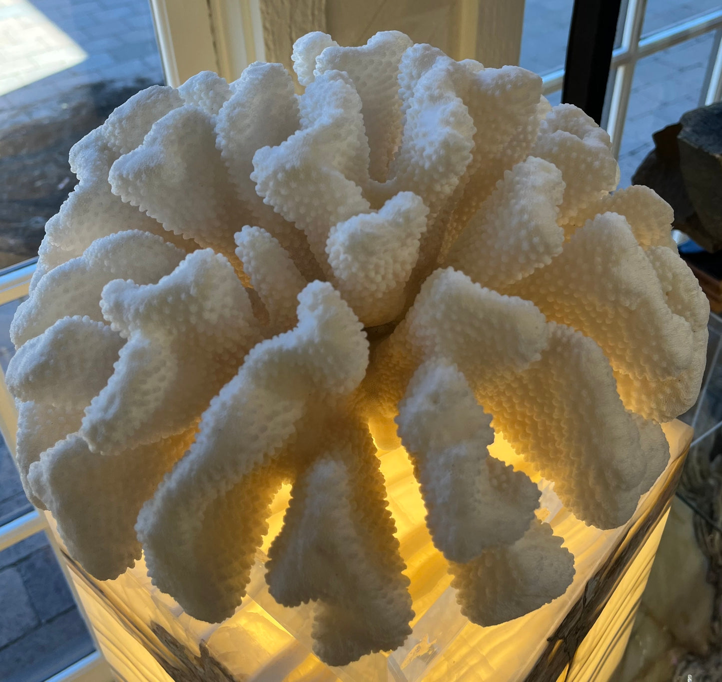 Cauliflower Coral