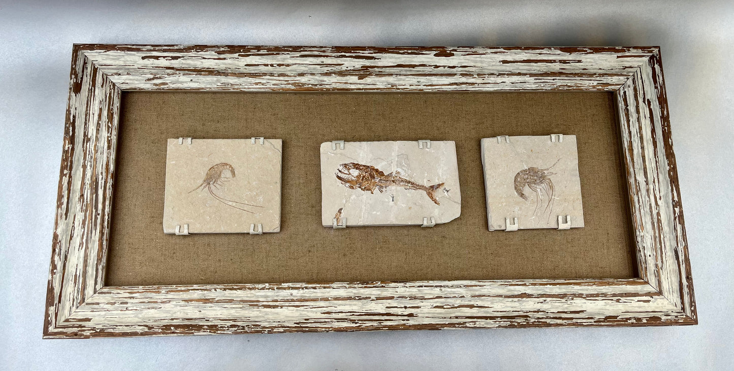 Ocean Fossil Trio