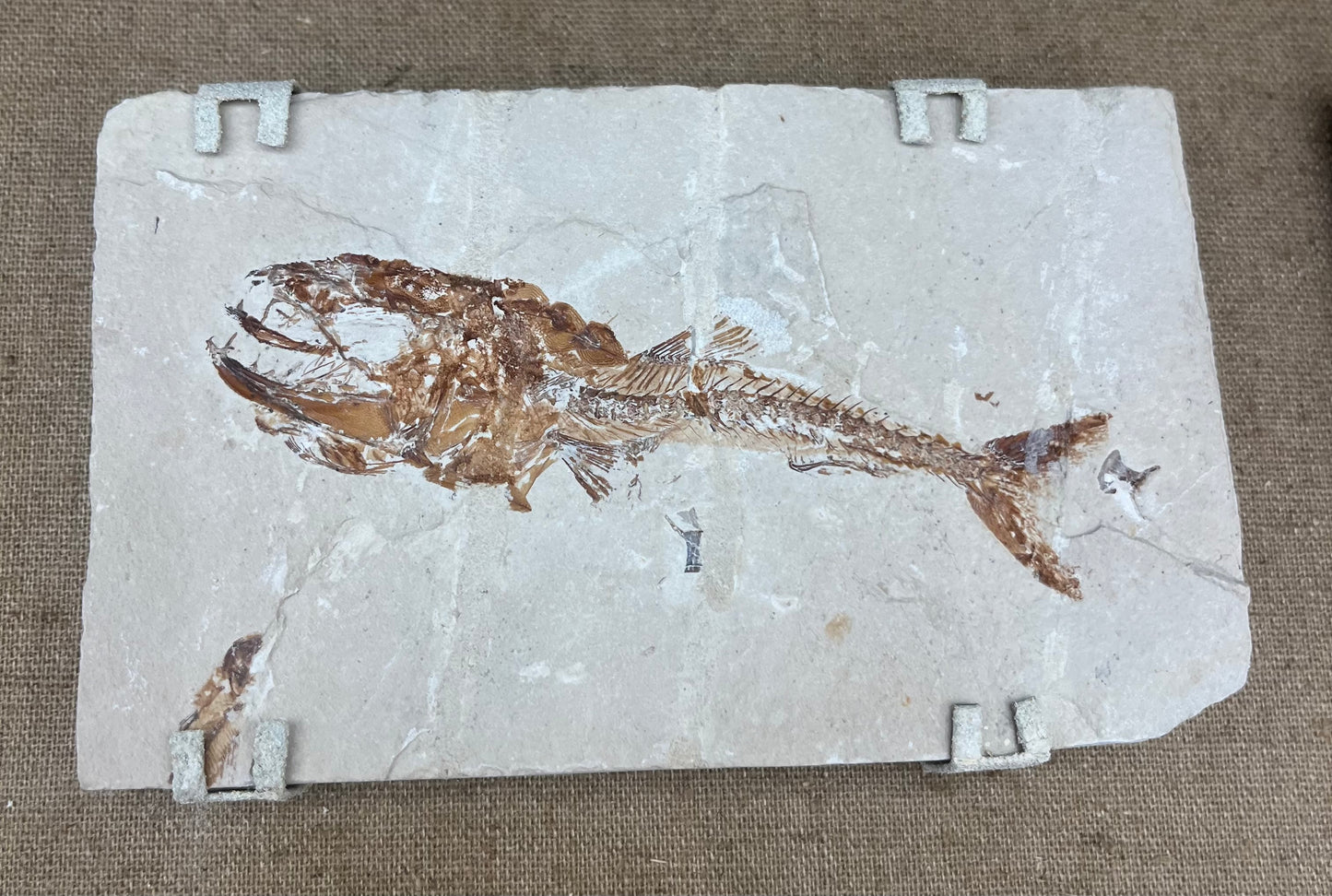 Ocean Fossil Trio