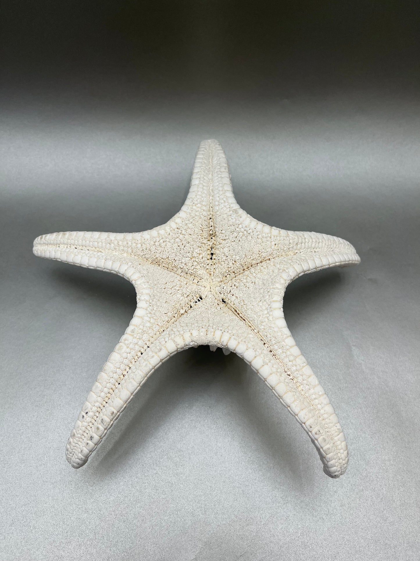 African Knobbed Starfish