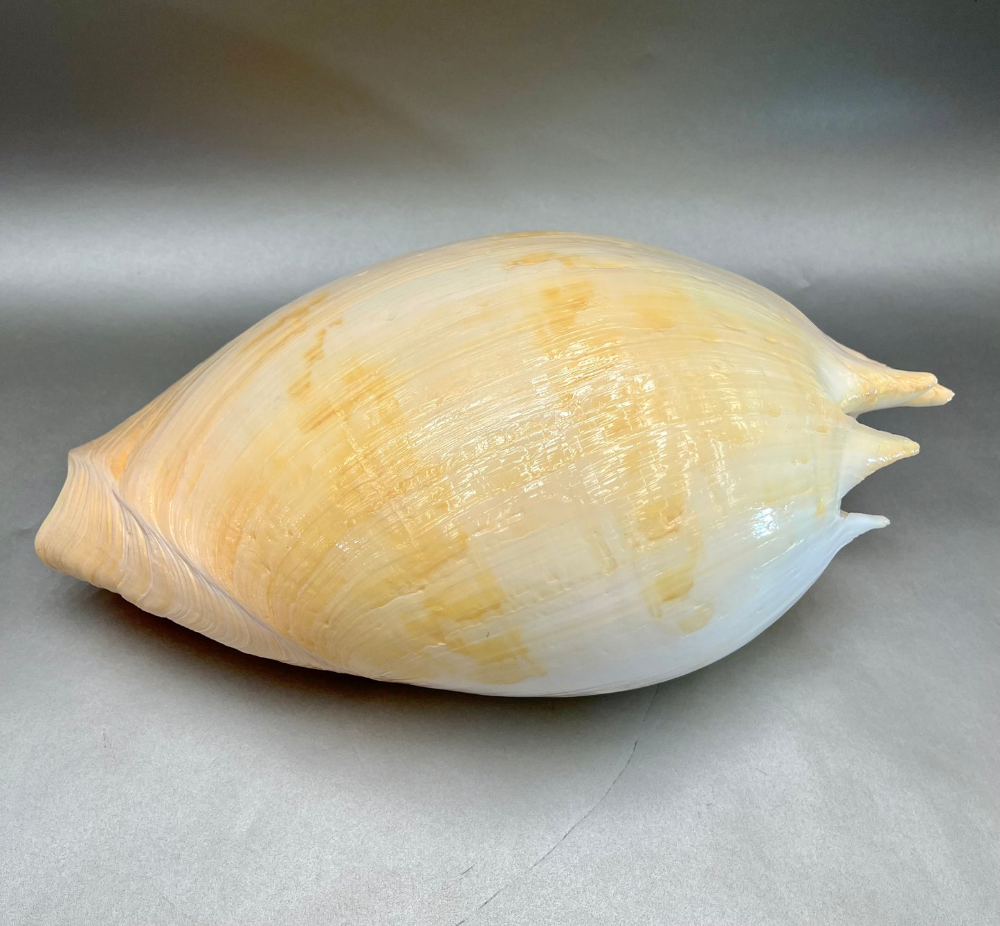 Philippine Melon Shell