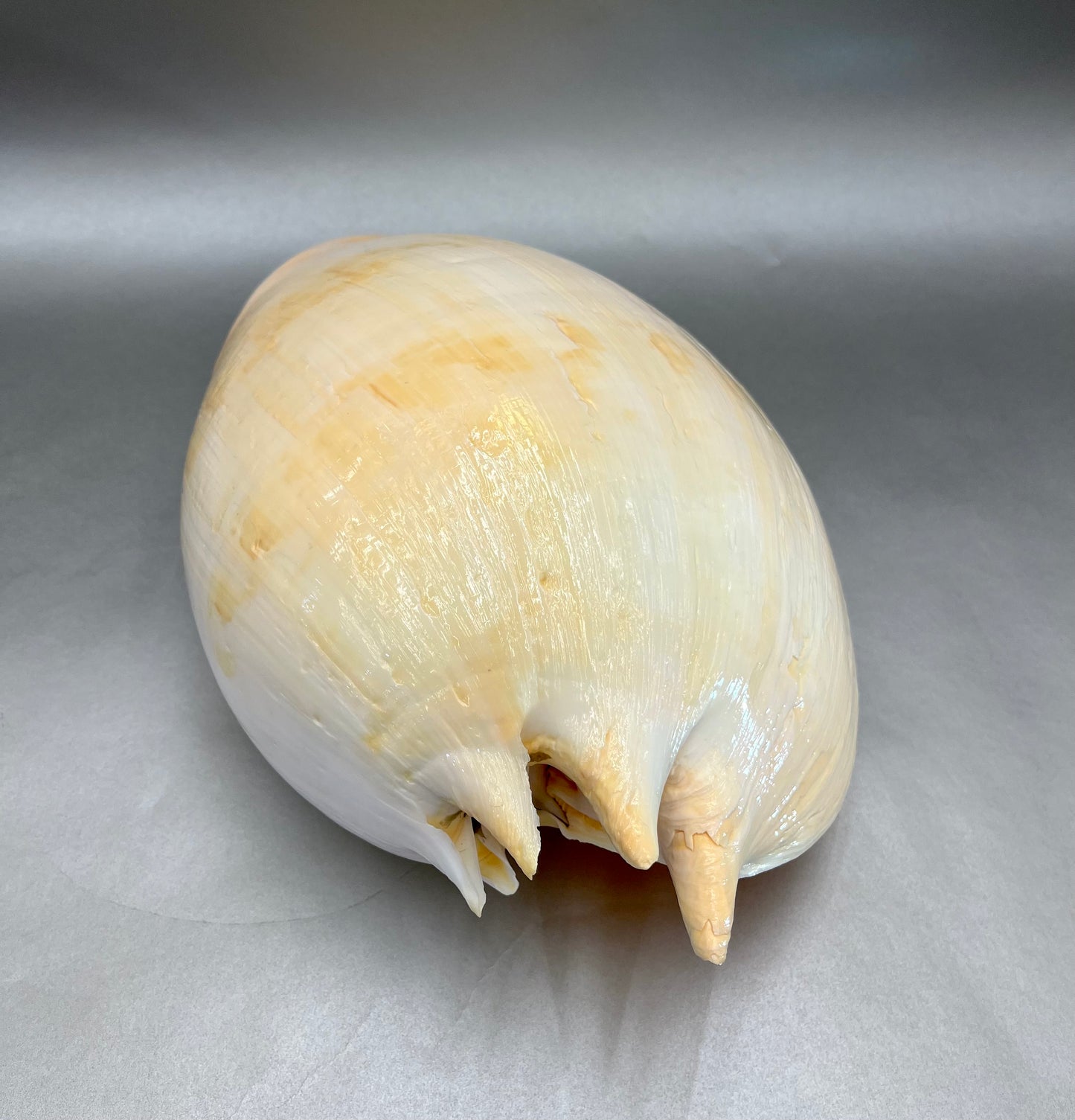 Philippine Melon Shell